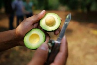 “绿色黄金”不绿色，牛油果为何成为墨西哥苦难之源？