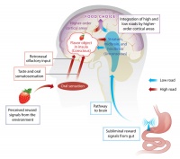 我们的欲望从何而来？