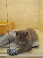 免费领养品种猫，我成了最大的冤种