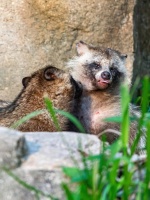 在城市里找貉的人