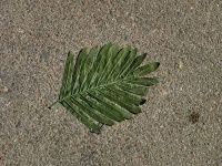 殡葬村的清明静悄悄