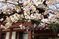 第一批出门踏青的年轻人，被中式梦核包围了