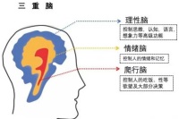 扔子惨案：暴力大脑，是病还是罪？