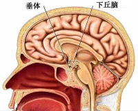 从小镇医生到诺奖得主，他用50万只羊脑发现这类重要激素