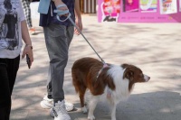 宠物行业观察丨聚焦宠粮安全痛点，看国产品牌如何破圈向上