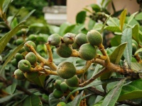 昨天小米14 Ultra开光，与苹果15 Pro对比