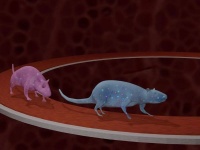 《自然》最新研究：只需8周，运动全面改变身体