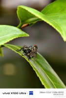 vivo X100 Ultra 的微距太牛了 有辛记录下苍蝇的爱情故事