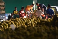 又是榴莲飘香季——中国数字科技赋能泰国榴莲种植