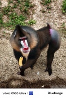 现代研究发现，《山海经•西次四经》中的犰狳居然真在美洲大陆…