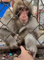 消费心态或消费习惯改变，只能算是直接原因…