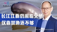 濒临灭绝：保护长江江豚，仅靠禁渔还不够