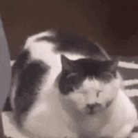 干翻 iPhone 16？这款小屏旗舰要官宣首发