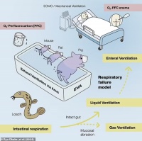 鸽子开导弹，死鱼会游泳，老鼠用皮燕子呼吸……今年的搞笑诺奖来了