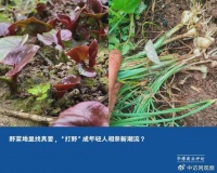 野菜地里找真爱，“打野”成年轻人相亲新潮流？