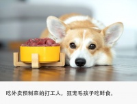 创业做狗饭，月入6万