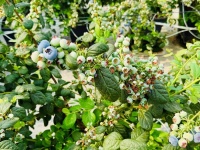 拼多多“千亿扶持”加速电商西进，商家争相掘金西部大市场