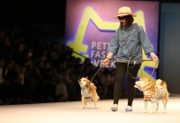 “养儿式”养宠，成消费新趋势