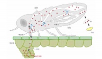病毒为何选择定制的昆虫便车？科学家尝试“乱点鸳鸯谱”有了新发现
