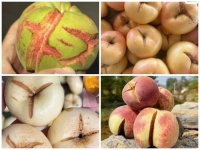 揭秘“爆炸桃”：实为瑕疵品，易腐烂变质，“改名换姓”成网红产品