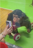 上海野生动物园提示不要给网红猩猩看手机，园方：会伤害猩猩视力