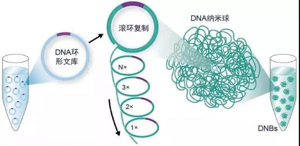突破基因测序上游核心技术,「华大智造」首轮募资超2亿美元