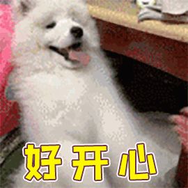 萌宠网红图鉴:B站文艺VS快手沙雕VS抖音戏精