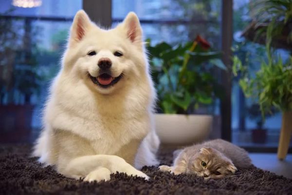 萌宠网红图鉴:B站文艺VS快手沙雕VS抖音戏精