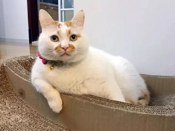 萌宠网红图鉴:B站文艺VS快手沙雕VS抖音戏精