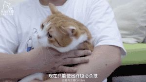 萌宠网红图鉴:B站文艺VS快手沙雕VS抖音戏精