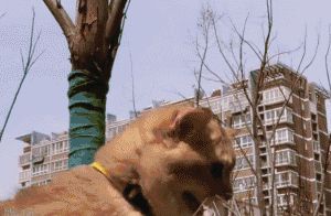 萌宠网红图鉴:B站文艺VS快手沙雕VS抖音戏精