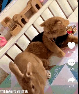 萌宠网红图鉴:B站文艺VS快手沙雕VS抖音戏精