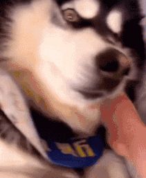 萌宠网红图鉴:B站文艺VS快手沙雕VS抖音戏精