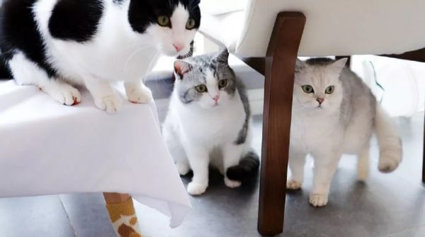 萌宠网红图鉴:B站文艺VS快手沙雕VS抖音戏精