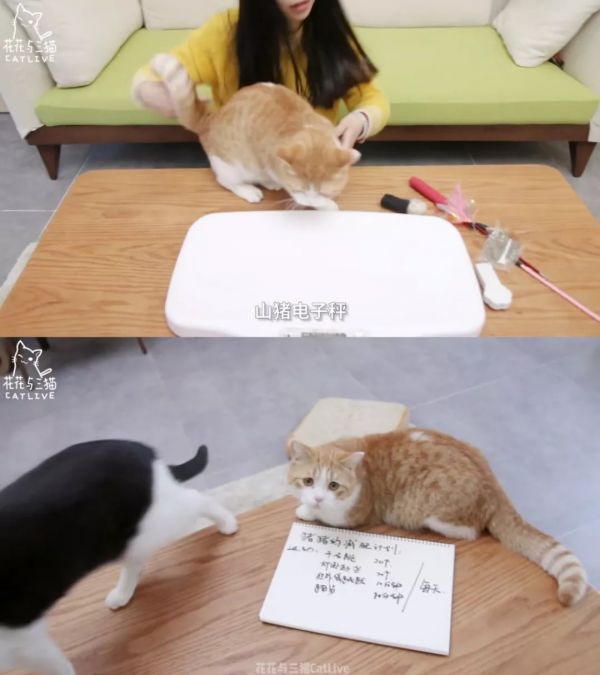 萌宠网红图鉴:B站文艺VS快手沙雕VS抖音戏精