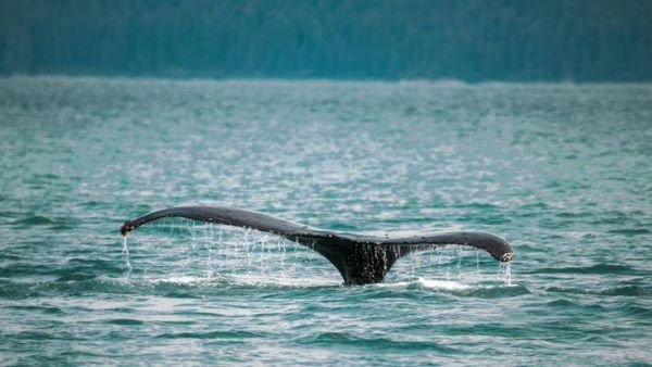 日本不惜犯众怒也要重启商业捕鲸，到底为哪般