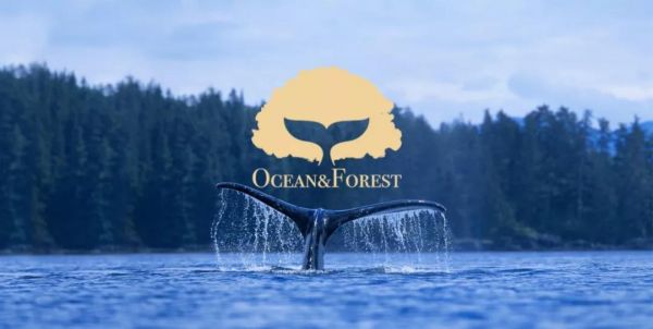 瞄准洗护消费升级,「Ocean&Forest森林海洋」用食用级原材料做国货精细洗护品牌