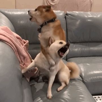 风控划水,34亿资金翻船,京东诺亚谁在说谎