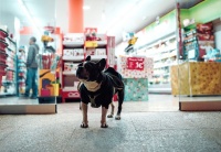 宠物经济迎来爆发，垂直渠道的机会在哪里？| 创投观察