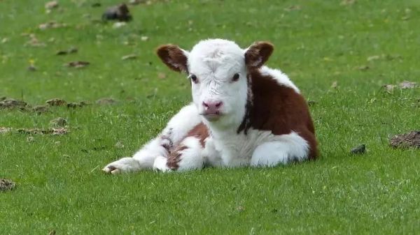 「人造肉」浪潮还没完,「人造乳制品」已经在发酵