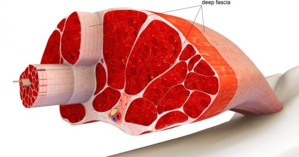 健身房中的「戴森」:筋膜枪走红史