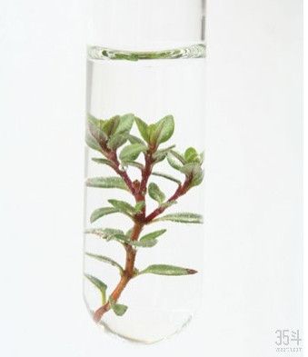 瑞士银行未来农业报告：粮食的未来和我们面临的挑战