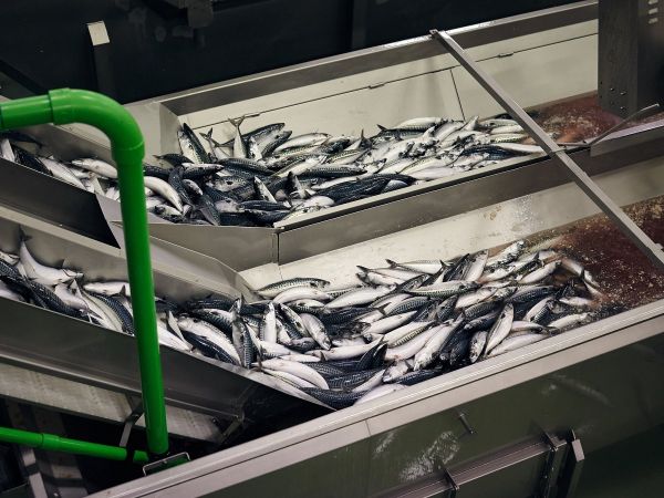 冰岛人正在行动,准备迎接“无冰世界”的到来