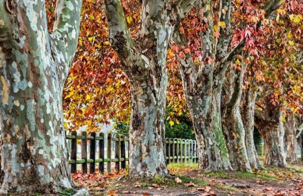 那些逃回成都的年轻人