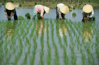 科发源更名为大麦，慢跑二十年的植发生意如何起飞？