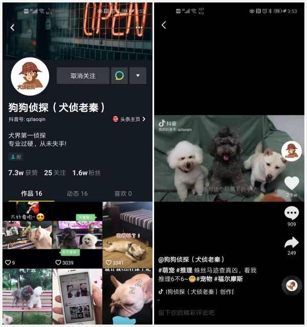 用订阅电商服务养狗人群,「萌宠小白盒」获千万元天使轮融资