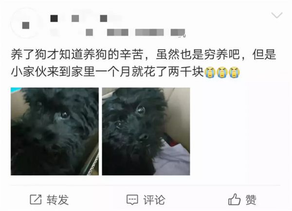 1年两千亿，宠物市场爆发：高瓴悄悄投了100多家企业