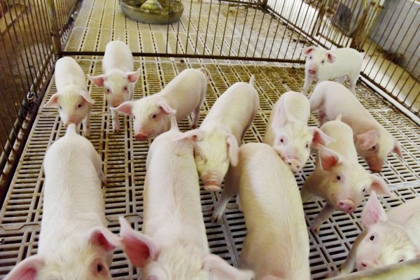 少数派的未来猜想 | 克隆宠物来了，成了有钱人的专属游戏 ？