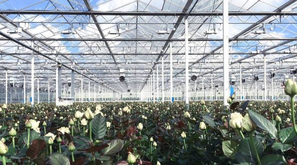 36氪首发 | 鲜花电商「Flowerplus花加」完成3500万元B1轮融资,今年上半年已实现盈利