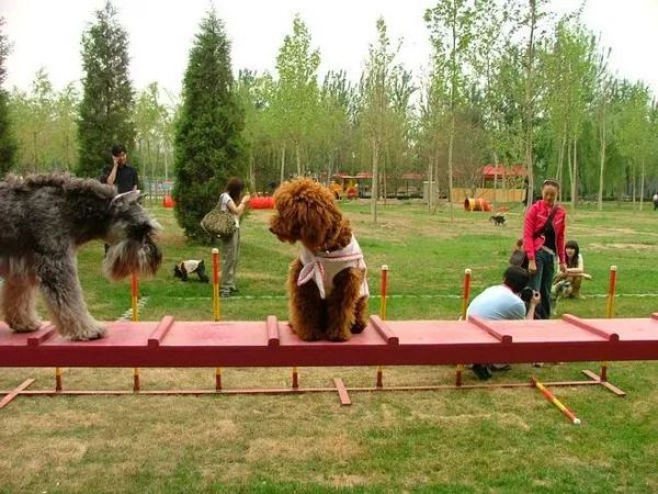 为什么美团、饿了么外卖成功,而上门做饭一开始就注定失败?